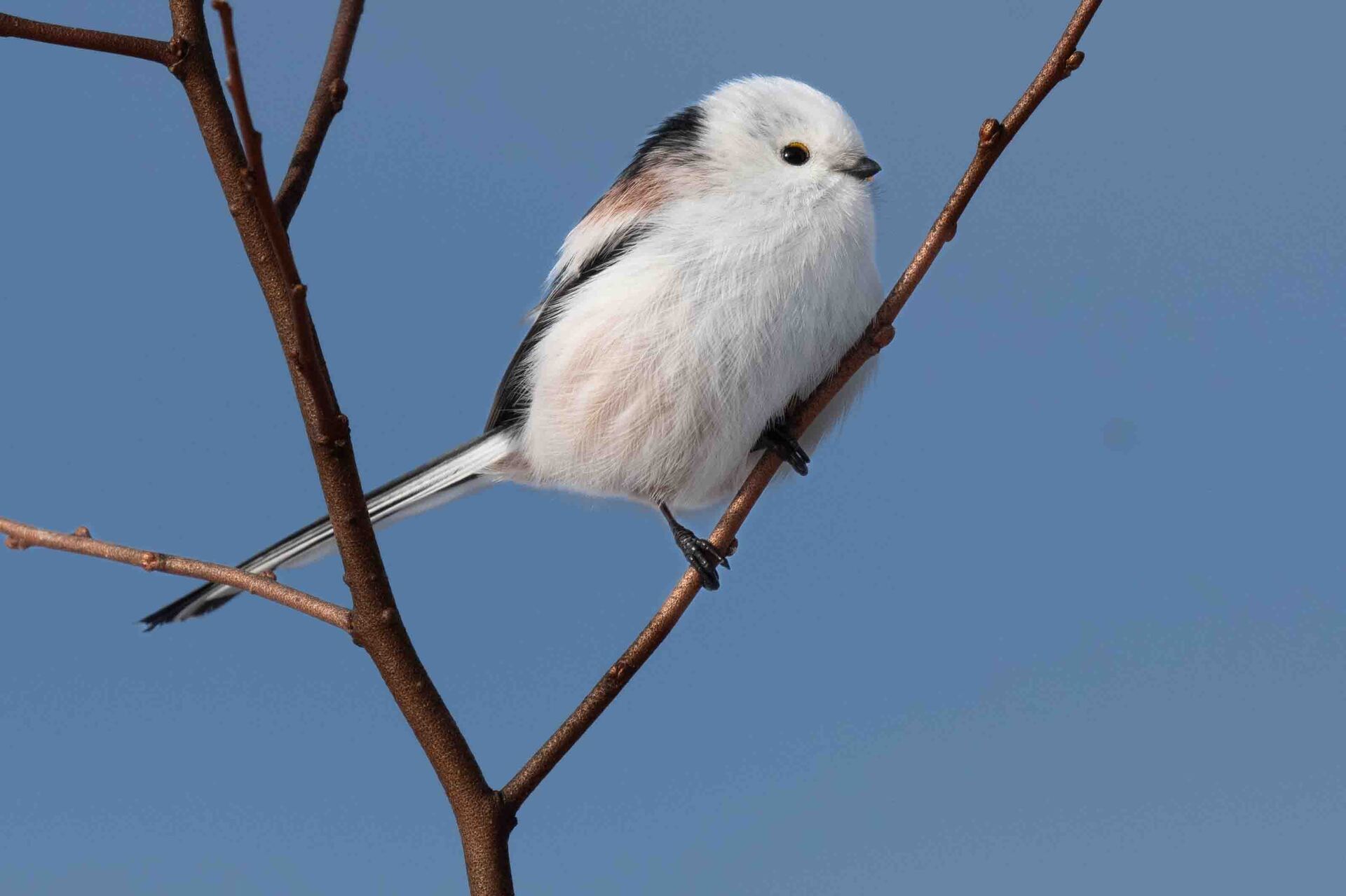 シマエナガ: 札幌発 普通人の鳥見