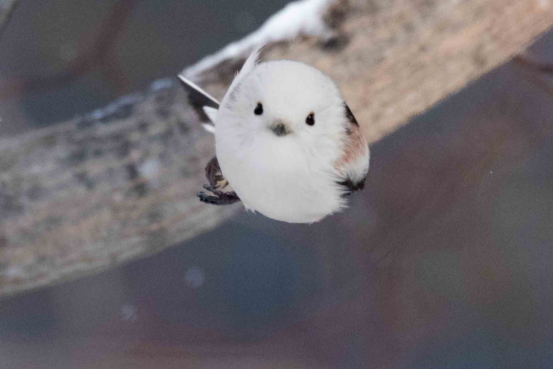 シマエナガ: 札幌発 普通人の鳥見